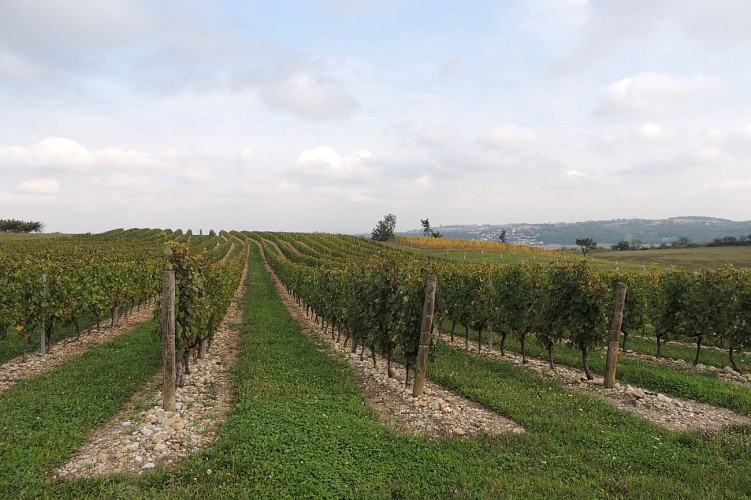 Circuit VTT 222 - Les Lônes du Rhône_Millery