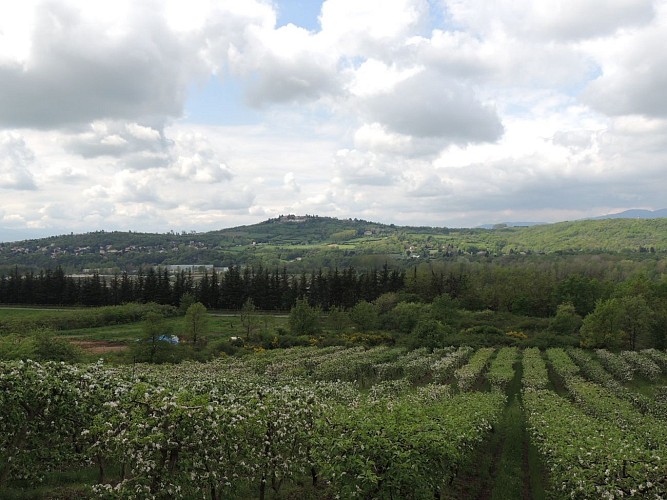 Circuit VTT 241 - La Vallée du Garon_Vourles
