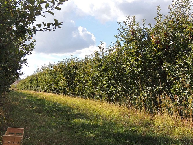 Circuit VTT 241 - La Vallée du Garon_Vourles