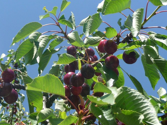 Circuit VTT 68 - La Ronde du Bigarreau