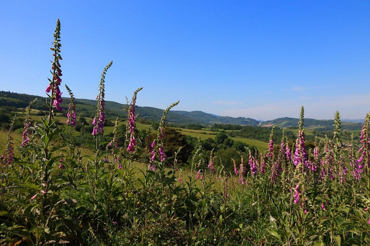 Circuit VTT 60 - Le Bois Charnay_Sourcieux-les-Mines