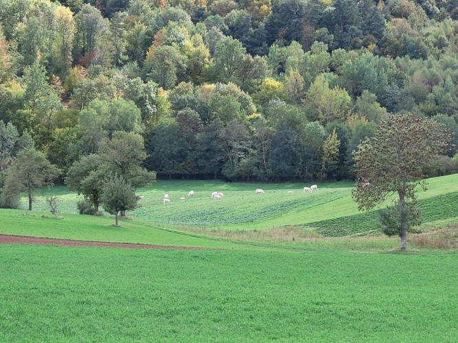 Circuit VTT 124 - Brévenne Gimond