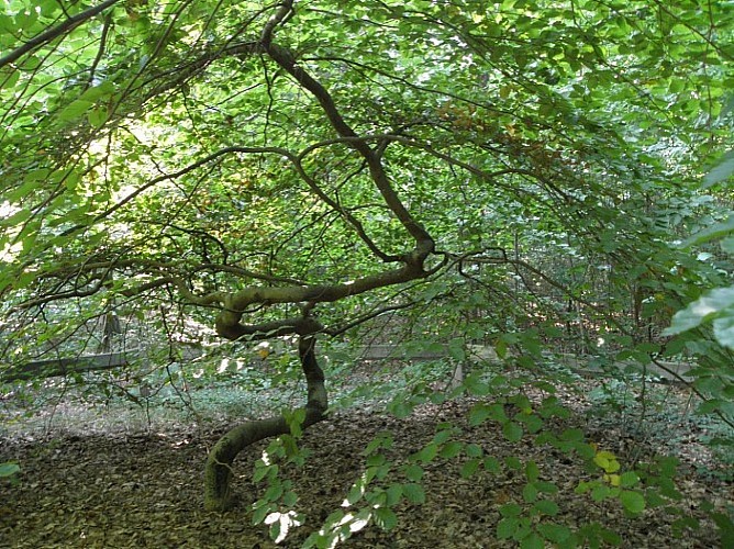 Hêtre Tortillard