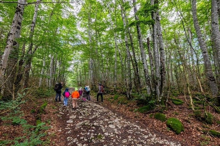 Dans les forêts de Saint-Martin-en-Vercors