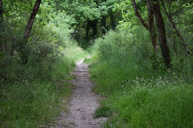 Parcours étangs d'Avensan