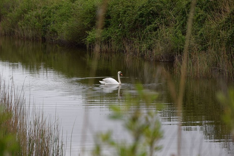 Estuaire de la Leyre