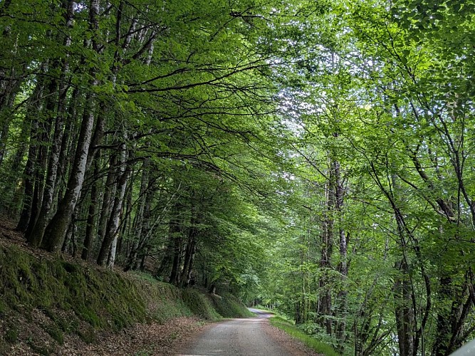 Chemin randonnée Géant vert - shlc