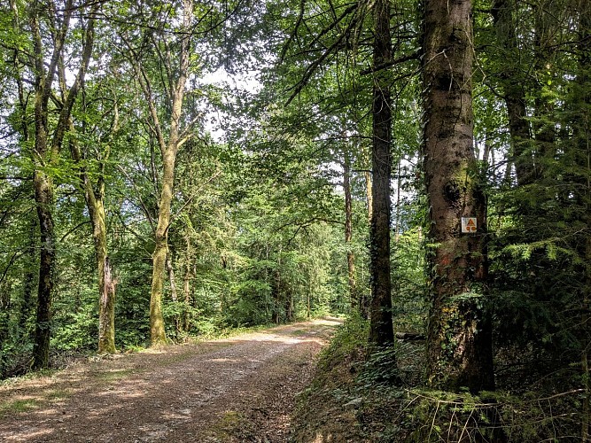 Geant vert VTT (2)