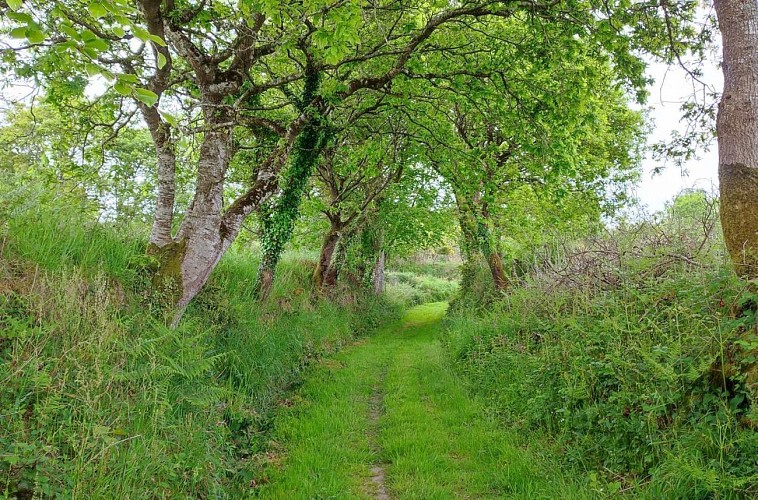 Chemin de la campagne | Lanvellec