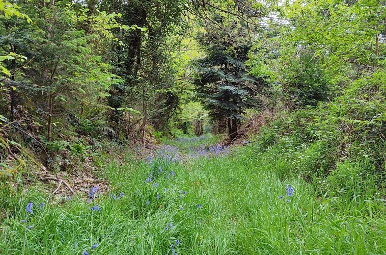 Chemin de la campagne | Lanvellec