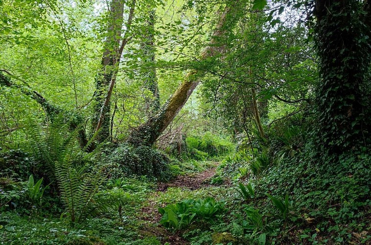 Chemin de la campagne | Lanvellec
