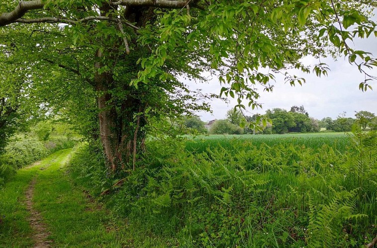 Chemin de la campagne | Lanvellec