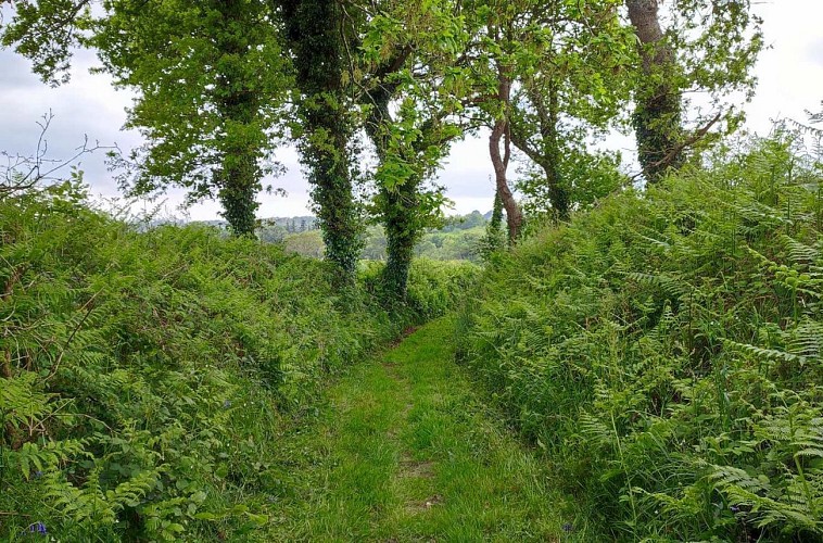 Chemin de la campagne | Lanvellec
