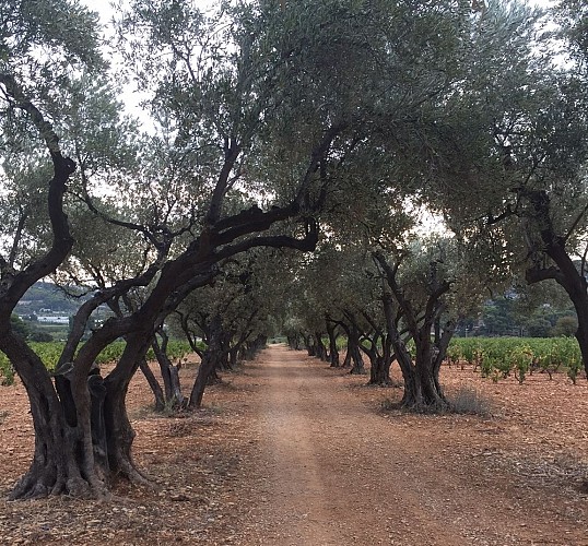 Walk of juniperus's oven
