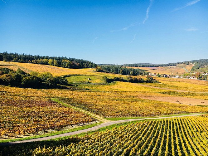 Mercurey M1 : les sentiers thématiques de Mercurey