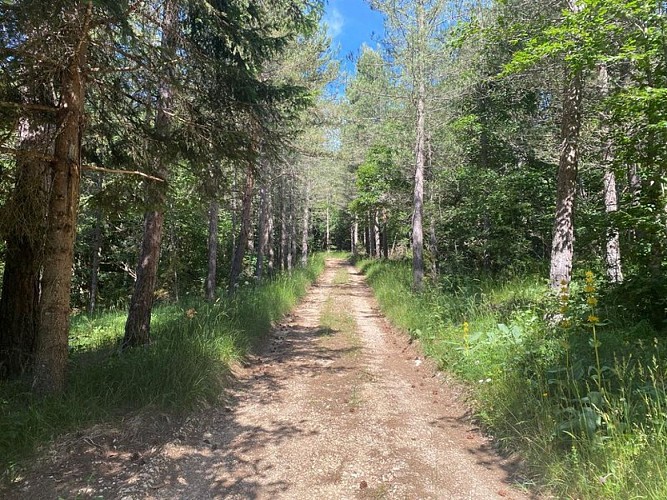 Forêt de Pin sylvestre en allant au Pas des Voûtes