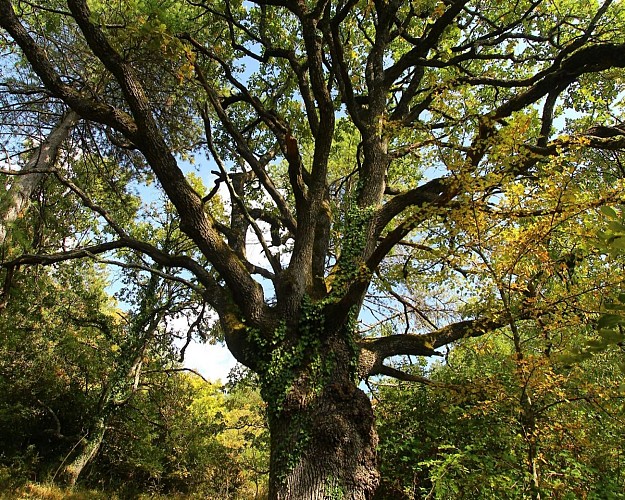 Chemin des Chênes La Vacquerie 
