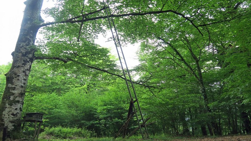 Palombière au col des Curès