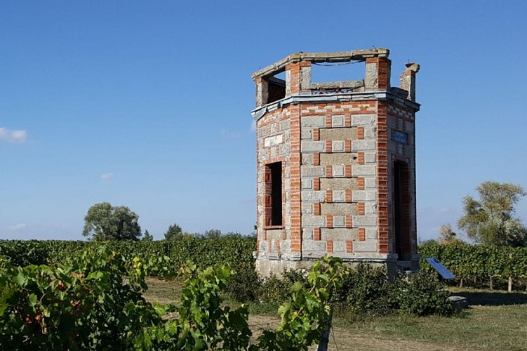 Entre mont et vignes