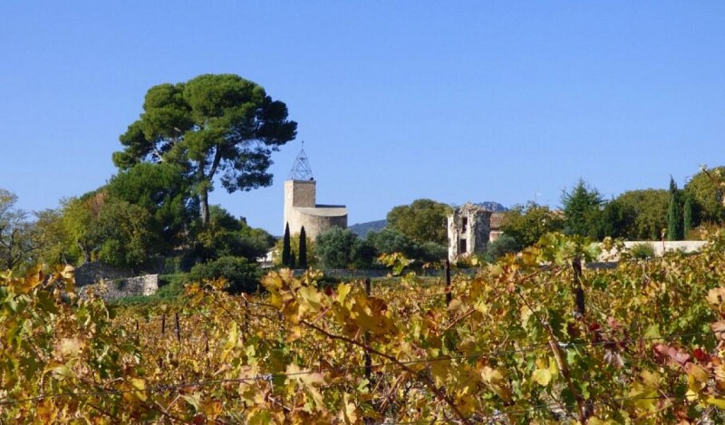 Vignobles de Montpeyroux 