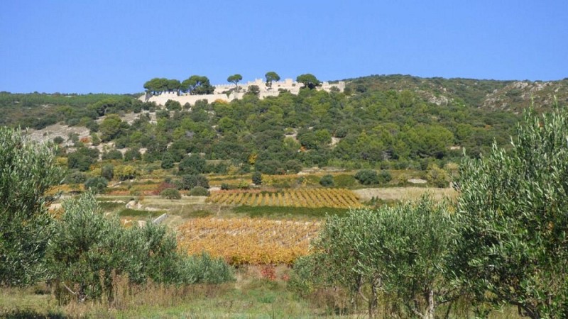 Vignobles de Montpeyroux 2 