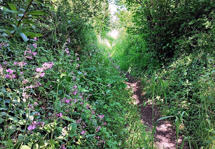 Chemin en campagne - Lanvellec