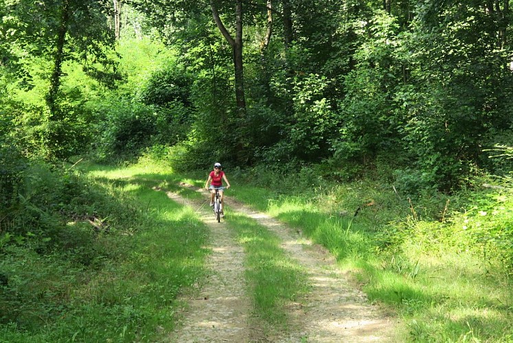 IMG_La piste dansle bois de St Pée