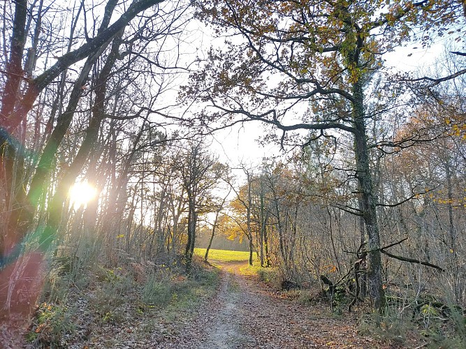 En forêt_8