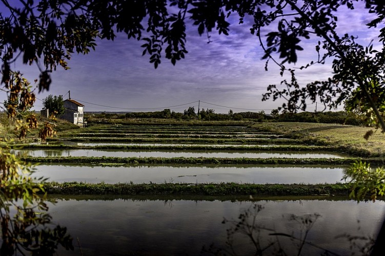 Marais de Chaillevette_1