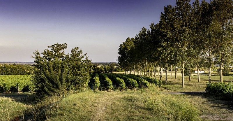Vignes de Chaillevette_2