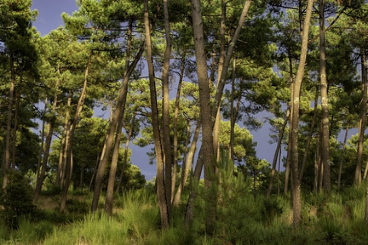 Sentier des 4 Fontaines - Forêt de la Coubre