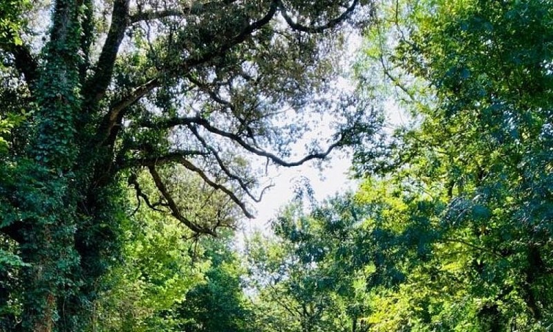 Campagne de Sablonceaux (3)_3