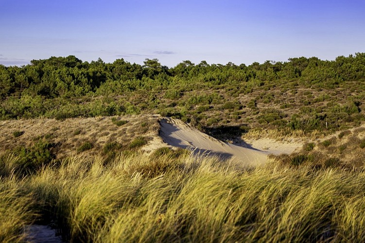 Dunes foret de la Coubre_2