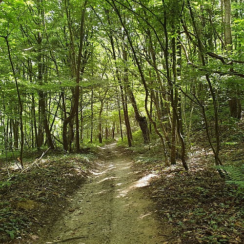 Circuit pédestre "Les bois de Béligneux"