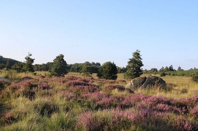 Tourbières du Longeyroux - site des cent pierres
