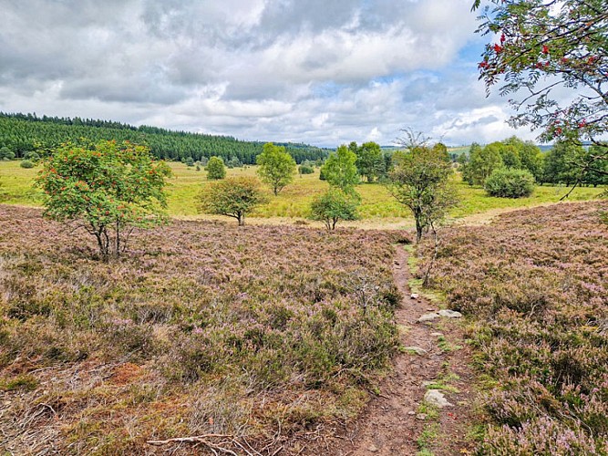 Tourbière_du_Longeyroux2