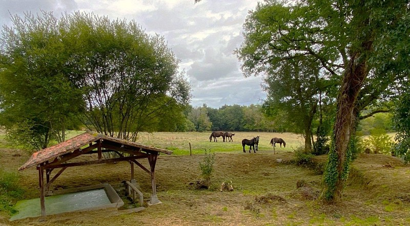 ETOUARS-Boucle d'Etouars-Chevaux