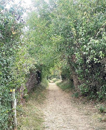 CHERVEIX-CUBAS-Boucle des coteaux de l'Auvézère-chemin