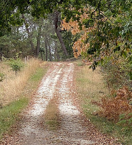 SAINT-AULAYE-PUYMANGOU-Boucle de Puymangou-Chemin