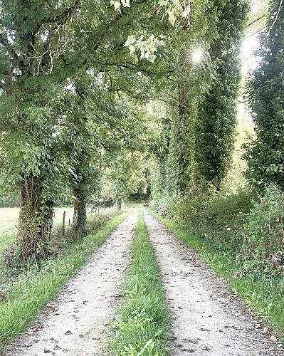 SAINT-VINCENT-LE-PALUEL-Boucle de la Salvie-Chemin