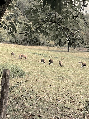 PRATS-DU-PERIGORD-Boucle des Mines-Moutons