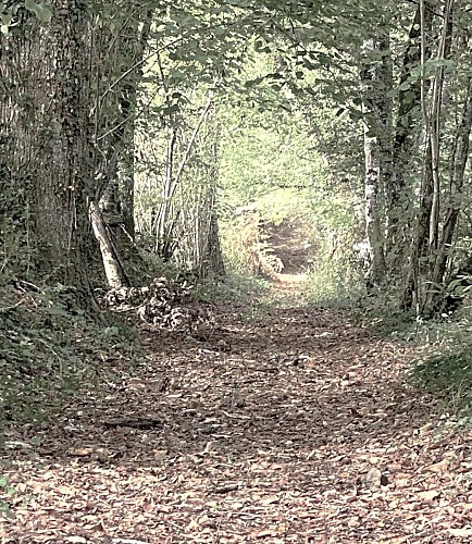 PRATS-DU-PERIGORD-Boucle des Mines-Chemin