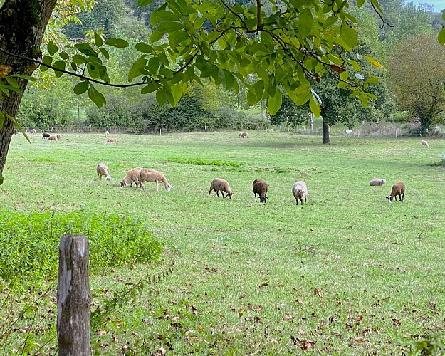 PRATS-DU-PERIGORD-Boucle des Mines-Moutons 2