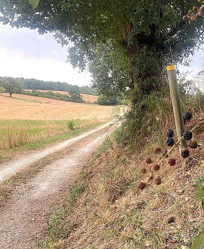 LIGUEUX-Boucle des Brames-Poteau-Chemin