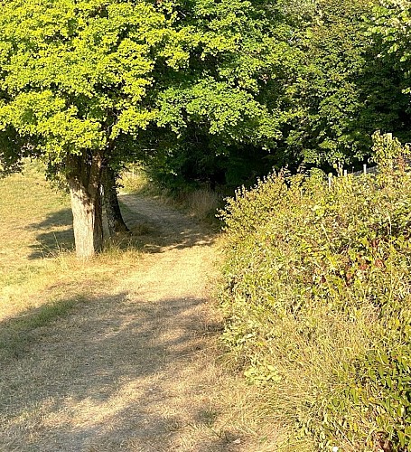 MENSIGNAC-Boucle des vergers-Chemin