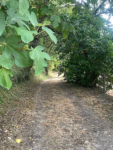 SOURZAC-Boucle des 3 fontaines-Chemin