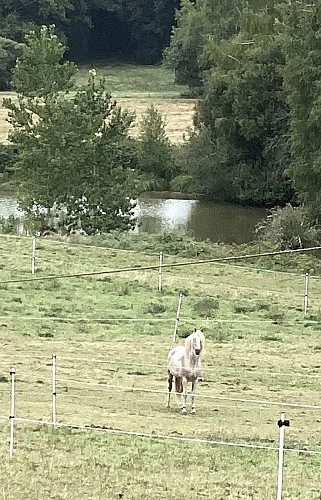 CHAMPNIERS-ET-REILHAC-Boucle de l'Albine-Cheval