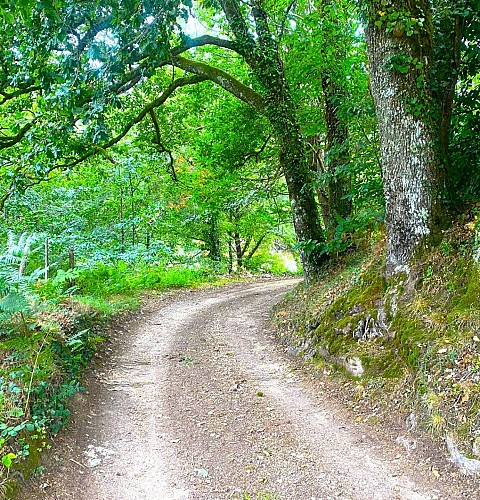 SAINT-SAUD-LACOUSSIERE-Boucle du Tacot-Chemin 4