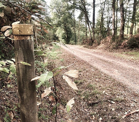 CHAMPS-ROMAIN-Boucle du Tacot-Chemin-Poteau