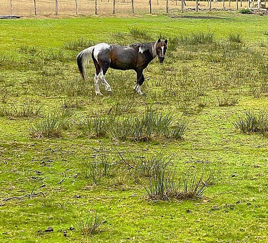 CHAMPS-ROMAIN-Boucle du Tacot-Cheval 2
